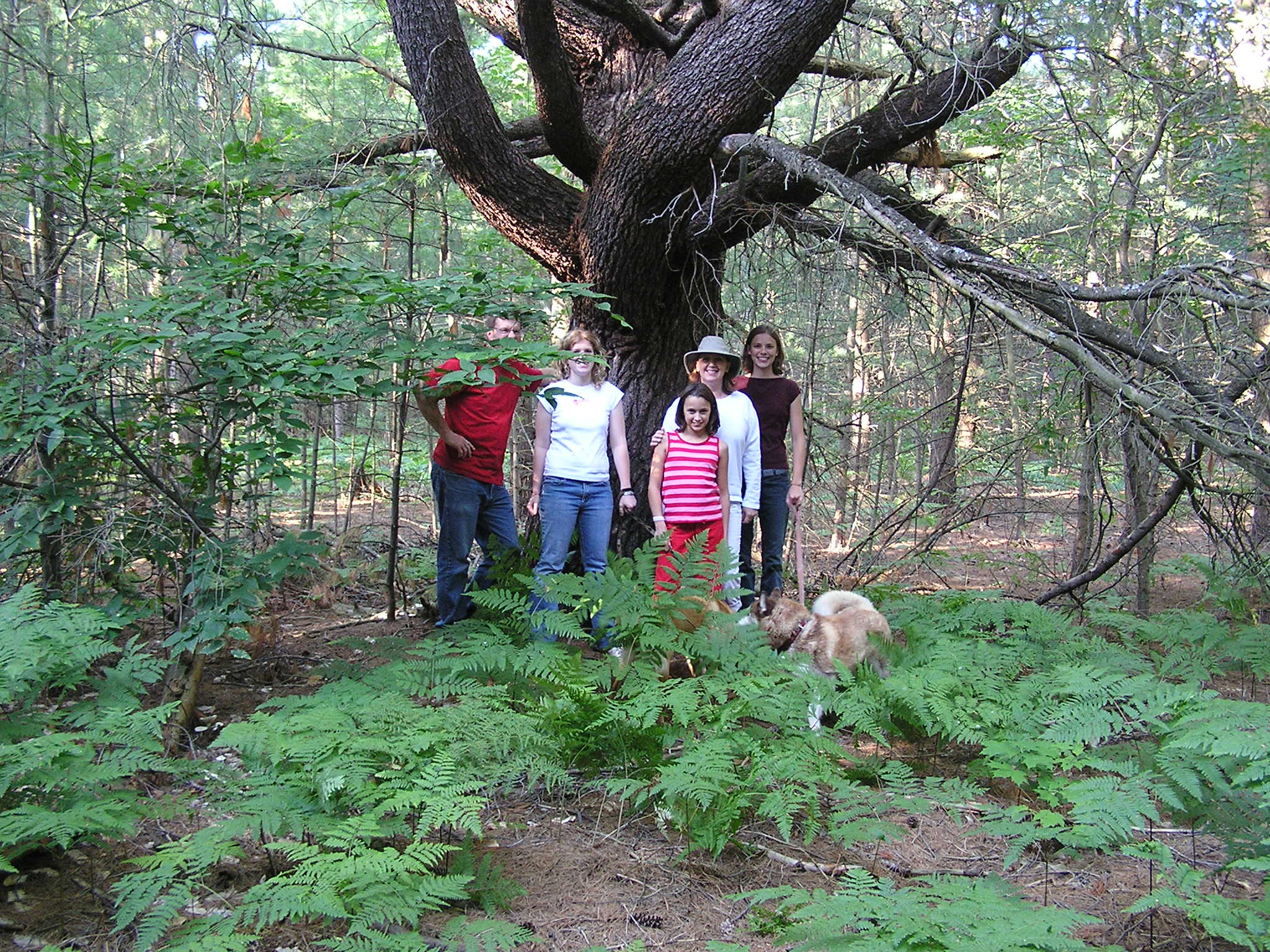 bigtree